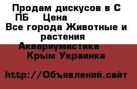 Продам дискусов в С-ПБ. › Цена ­ 3500-4500 - Все города Животные и растения » Аквариумистика   . Крым,Украинка